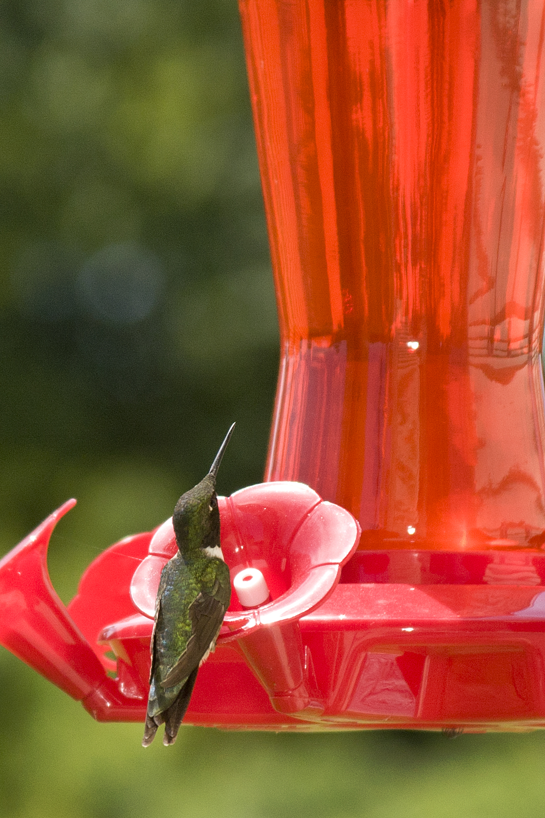 hummingbird drinks from feeder